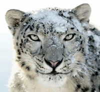 Hur du uppgraderar till Snow Leopard & What You Should Know [Mac] snow leopard