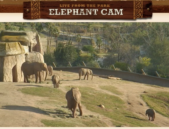 De 5 coolaste webbplatserna att gå på en Virtual Adventure elefant cam