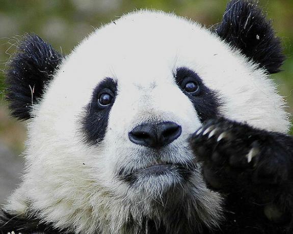 Hjälp avsluta Googles sökmonopol: Använd något annat panda