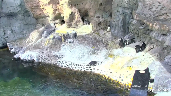 Aquarium Of the Pacific Penguin Cam