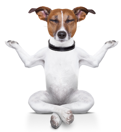 8 små tweaks för en direkt minimalistisk webbläsare Upplev meditatingdog