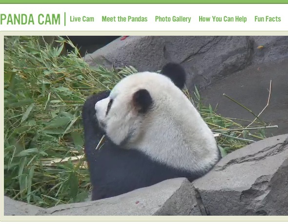 De 5 coolaste webbplatserna att gå på en Virtual Adventure panda cam