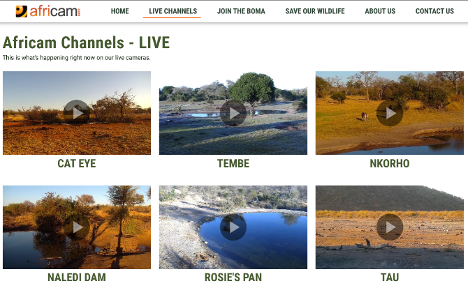 Africam sänder åtta levande webbkameror från olika djurlivssafarier i Sydafrika