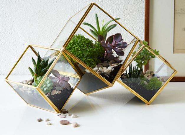 West-alm-kub-terrarium