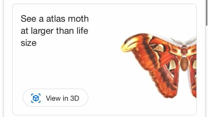 Google AR Sök Atlas Moth