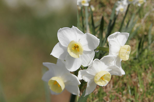 blommor-DOF-jämförelse