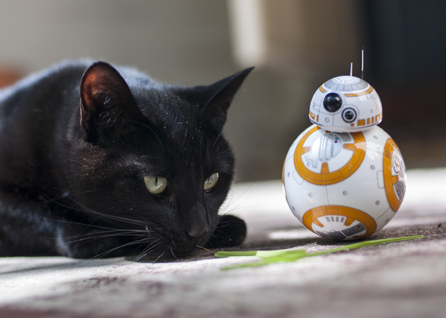 Feline the Force: Sphero Star Wars BB-8 Review och Giveaway DSC 0034